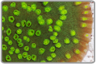 Green Chalice Coral